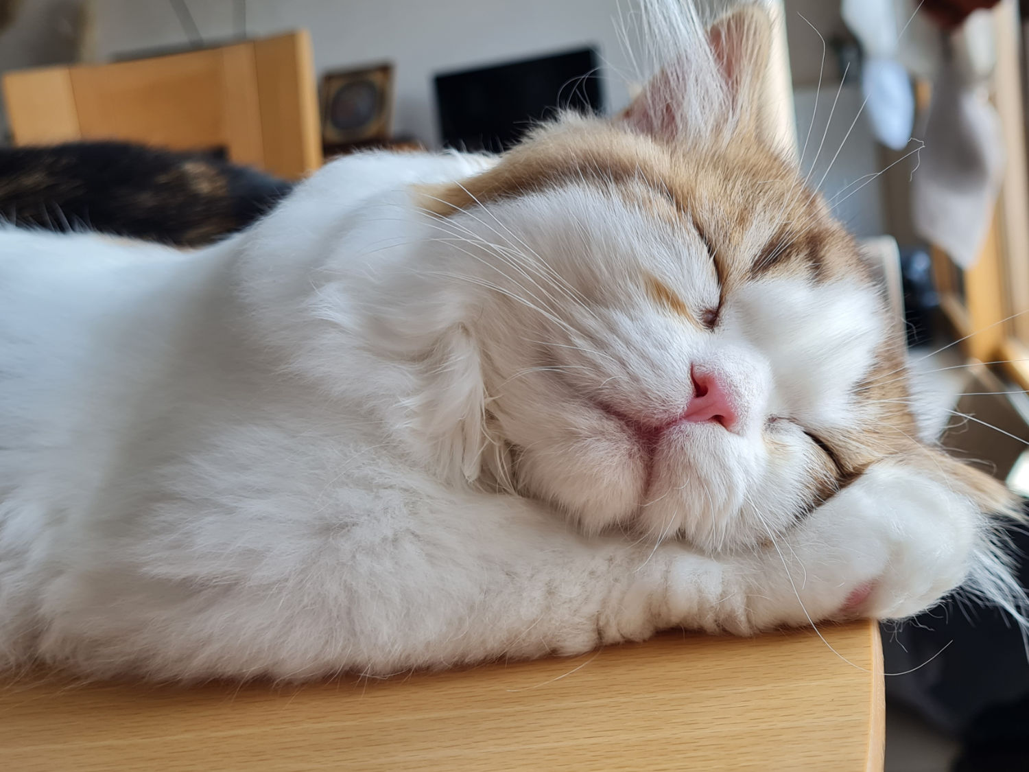 Garde de chats à Challes les Eaux - Chambéry | Terre féline