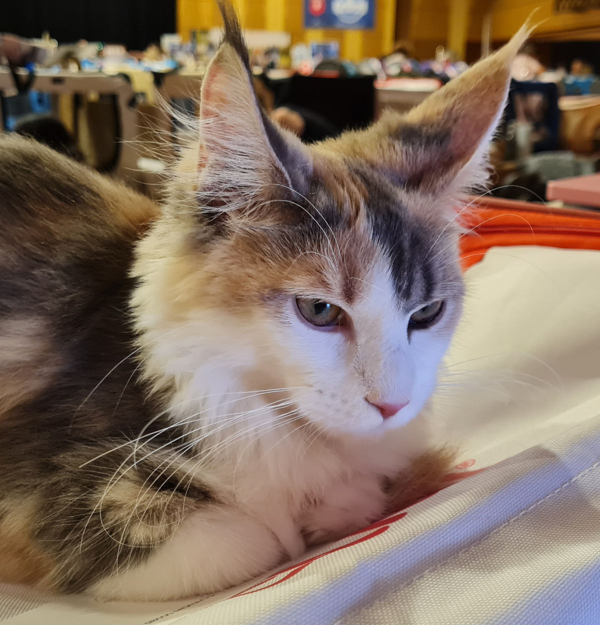 chat maine coon