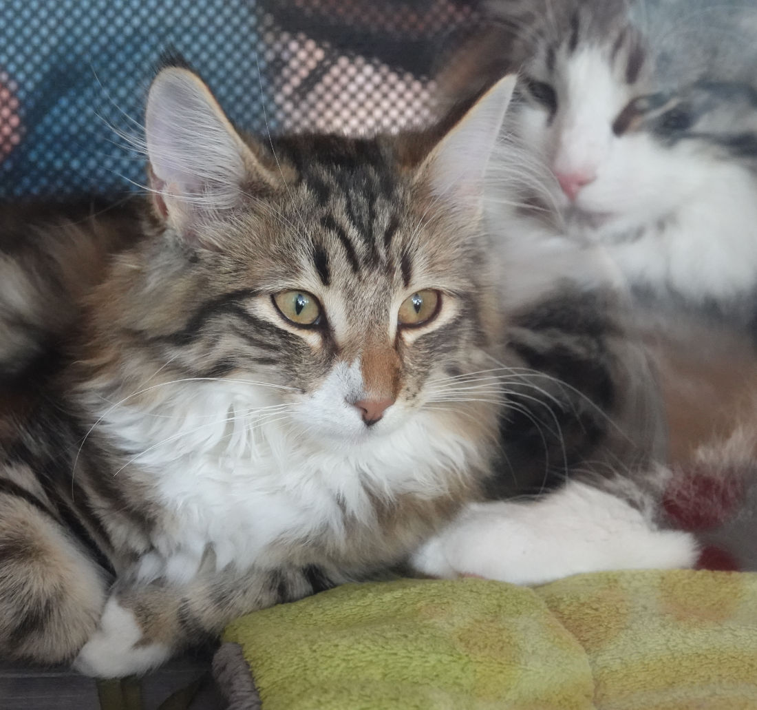 Chat Norvégien