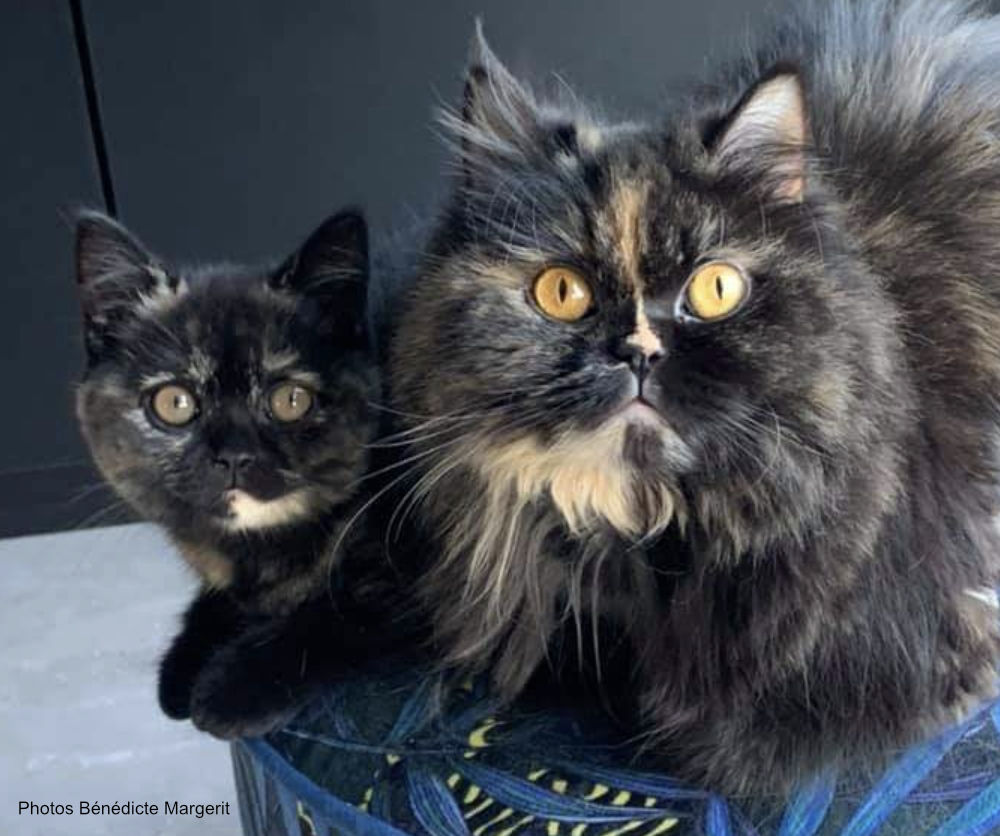 British Black Tortie