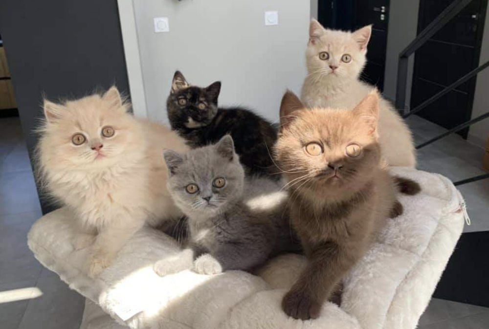 Chatons British Shorthair et Longhair