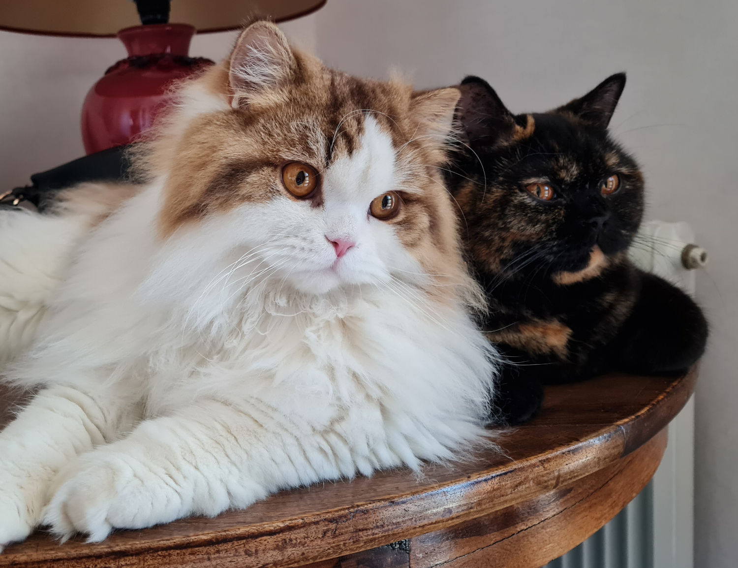 Chats British Shorthair et Longhair
