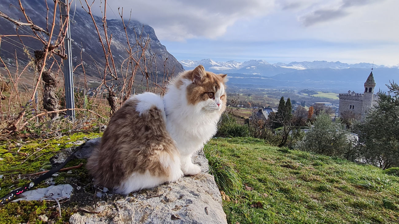 comportementaliste Savoie
