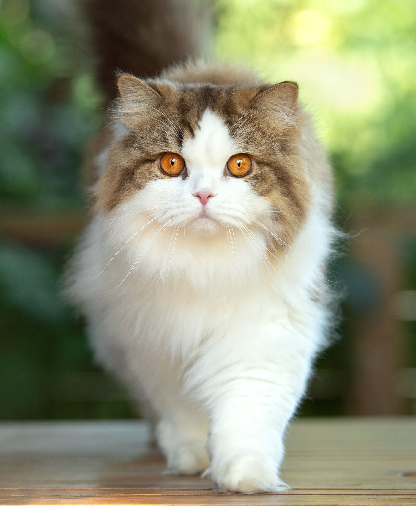 british longhair