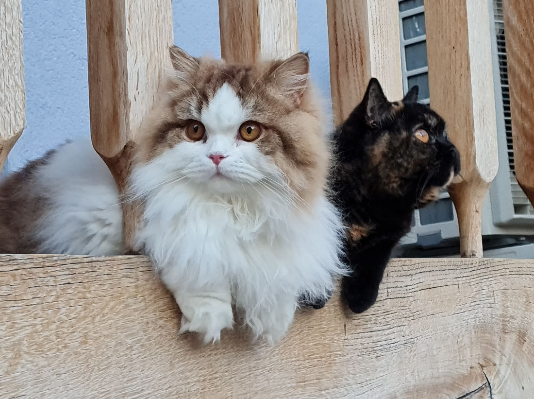 environnement du chat