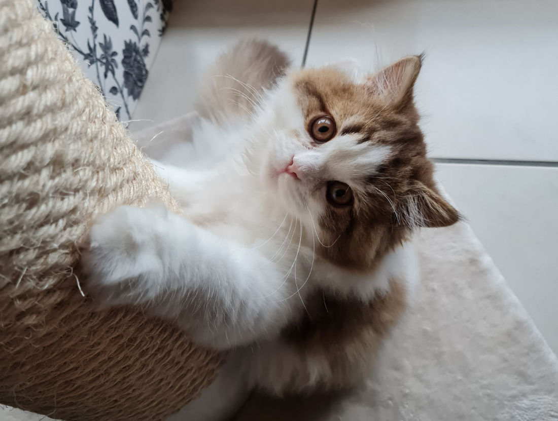 griffoir pour chat