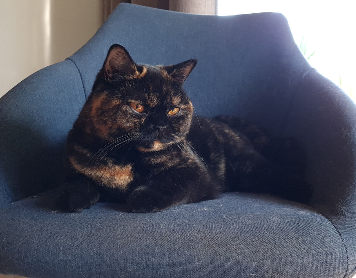 Des soucis avec son chat