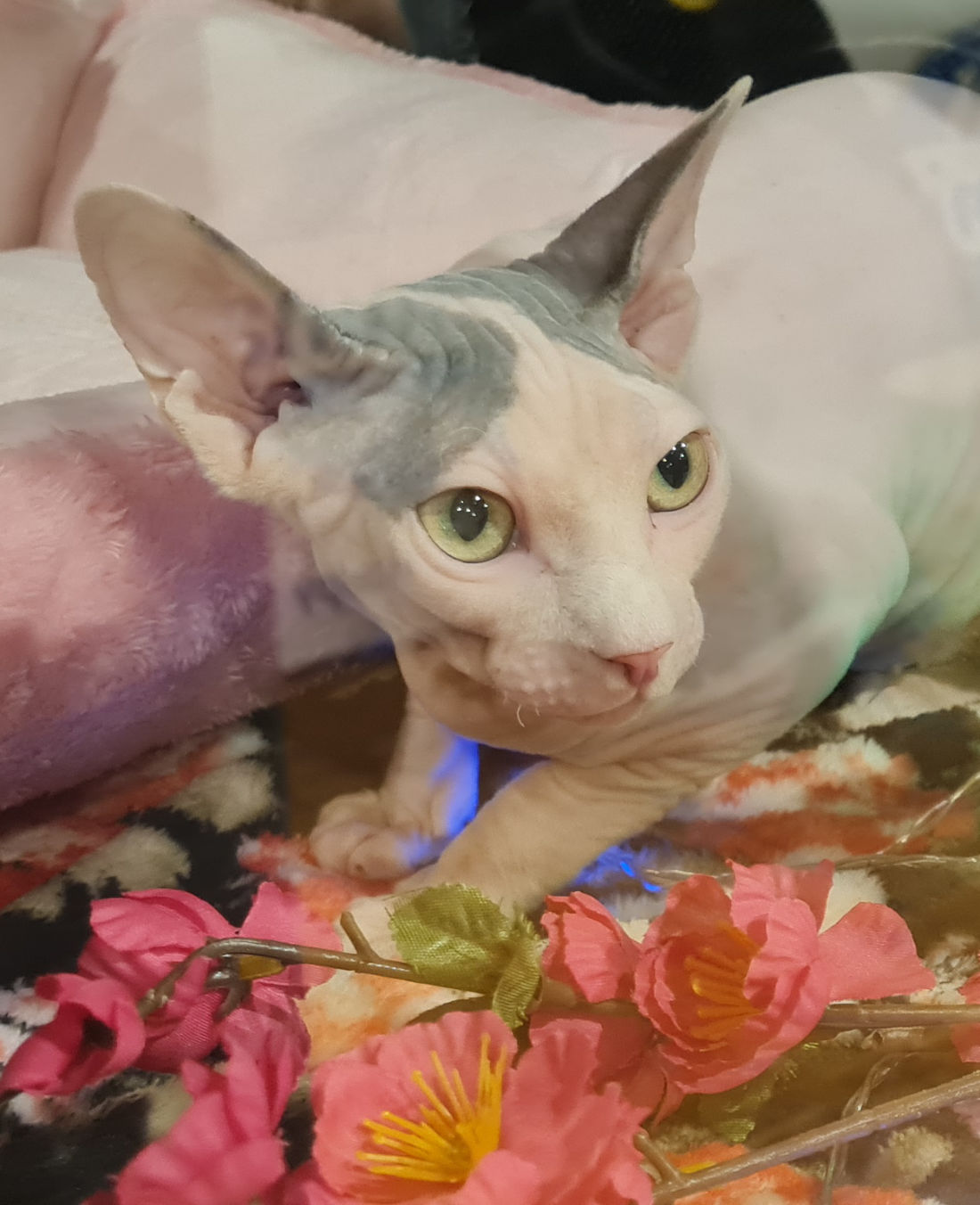 chat de race Sphinx
